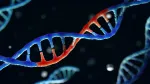 Novel Gene Editing Therapy for Sickle Cell Disease Continues to Free Patients From Severe Vaso-Occlusive Pain
